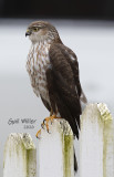 Sharp-shinned Hawk stalking my feeder station.