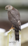 Sharp-shinned Hawk stalking my feeder station.