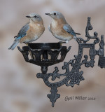 Eastern Bluebird, females.