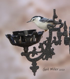 White-breasted Nuthatch, male.