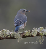 Eastern Bluebird, female.