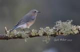 Eastern Bluebird, female.