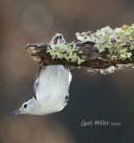 White-breasted Nuthatch, male.