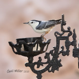 White-breasted Nuthatch