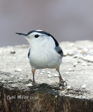 White-breasted Nuthatch