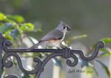 Tufted Titmouse
