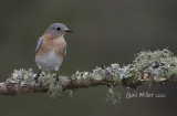 Eastern Bluebird, female.