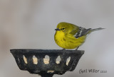 Pine Warbler