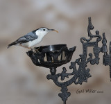 White-breasted Nuthatch