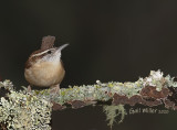 Carolina Wren