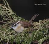 Carolina Wren