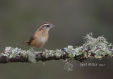 Carolina Wren