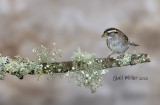 White-throated Sparrow