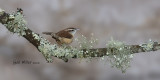 Carolina Wren