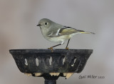 Ruby-crowned Kinglet