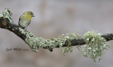 American Goldfinch