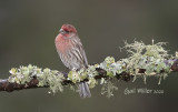 House Finch, male.
