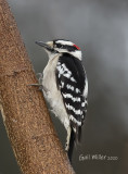 Downy Woodpecker, male.