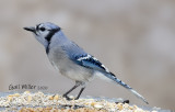 Blue Jay