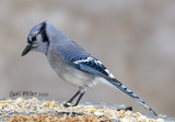 Blue Jay