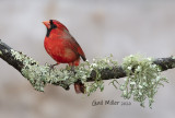 Northern Cardinal, male.