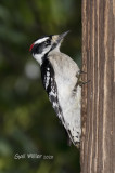 Downy Woodpecker, male.