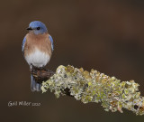 Eastern Bluebird, male.