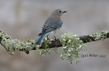 Eastern Bluebird, female.