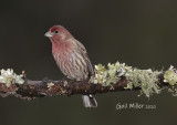 House Finch, male.