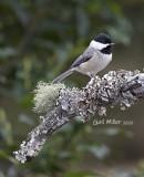 Carolina Chickadee