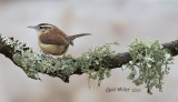 Carolina Wren