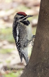 Yellow-bellied Sapsucker, female.