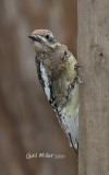 Yellow-bellied Sapsucker