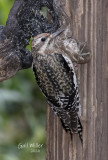 Yellow-bellied Sapsucker