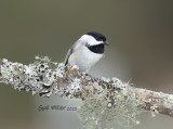 Carolina Chickadee