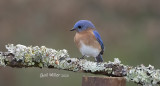 Estern Bluebird, male.