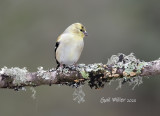 American Goldfinch