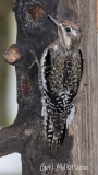 Yellow-bellied Sapsucker