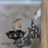 Eastern Bluebird, female and White-breasted Nuthatch