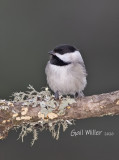 Carolina Chickadee