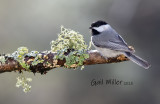 Carolina Chickadee