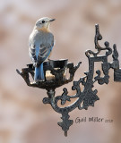 Eastern Bluebird, female.