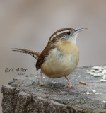 Carolina Wren