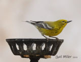 Pine Warbler