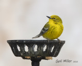 Pine Warbler