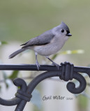 Tufted Titmouse