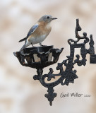 Eastern Bluebird, female.