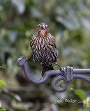 Red-winged Blackbird, female.