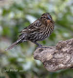 Red-winged Blackbird, female.