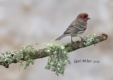 House Finch, male.